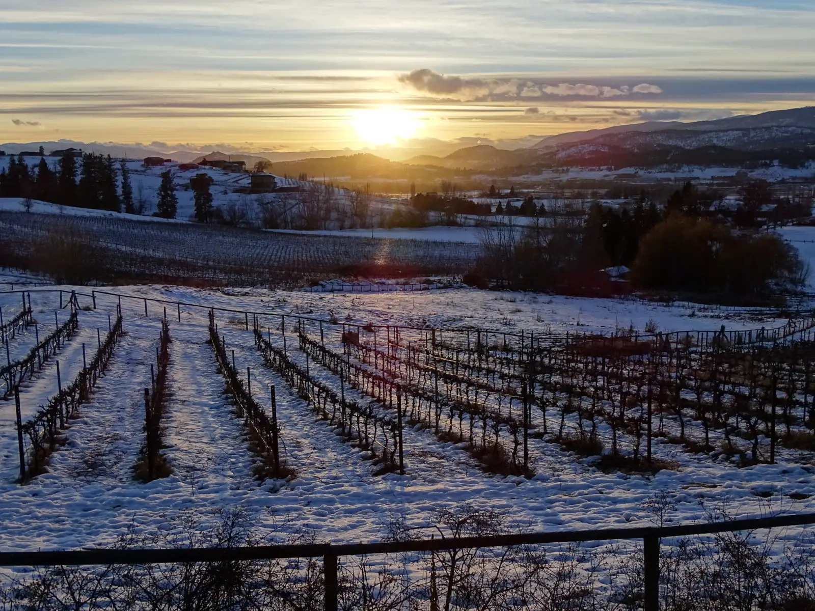 One of Kelowna's vineyards in the winter - Photo: Adam Jones (CC)