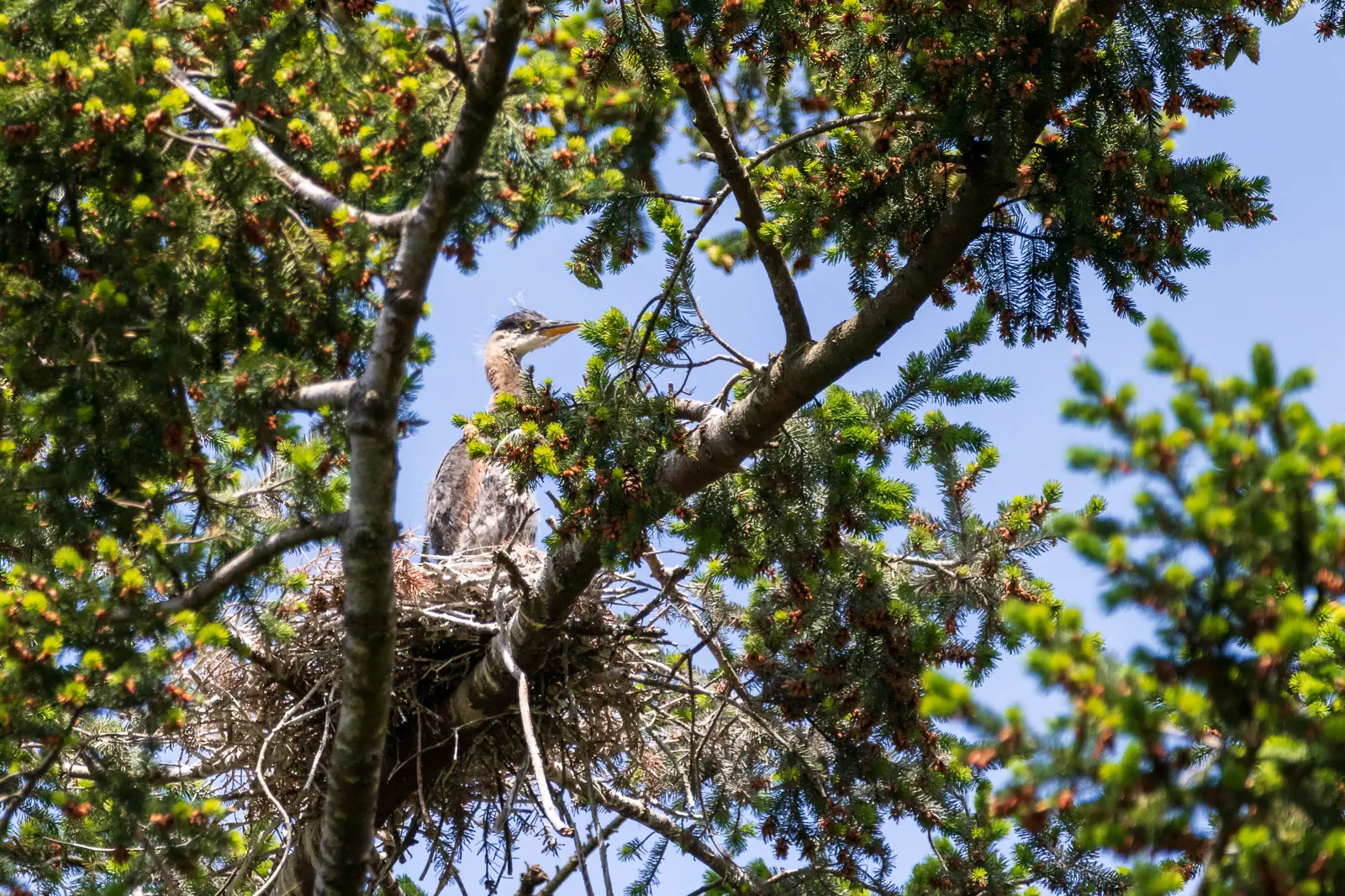 Heron chick in a nest at Beacon Hill park in Victoria, BC