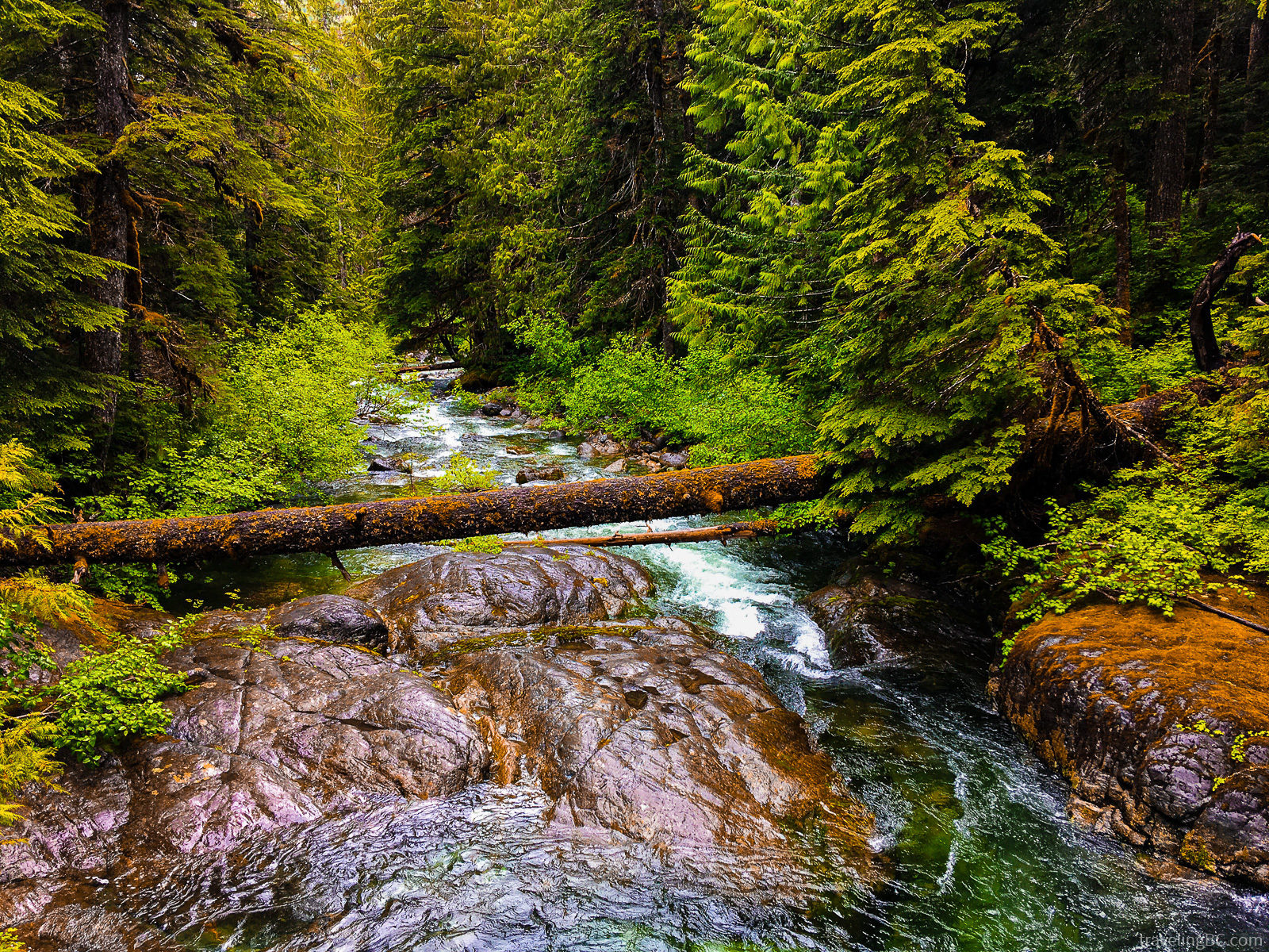 Bedwell Lakes Trail forest creek