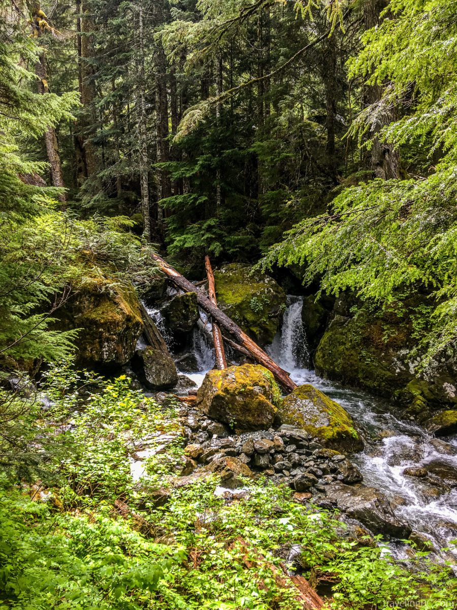 Bedwell Lakes forest