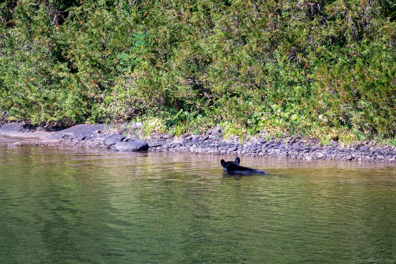 Bear swimming at Bedwell Lake 