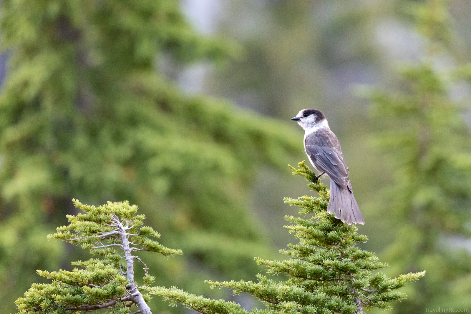 Grey jay in Strathcona Provincial Park