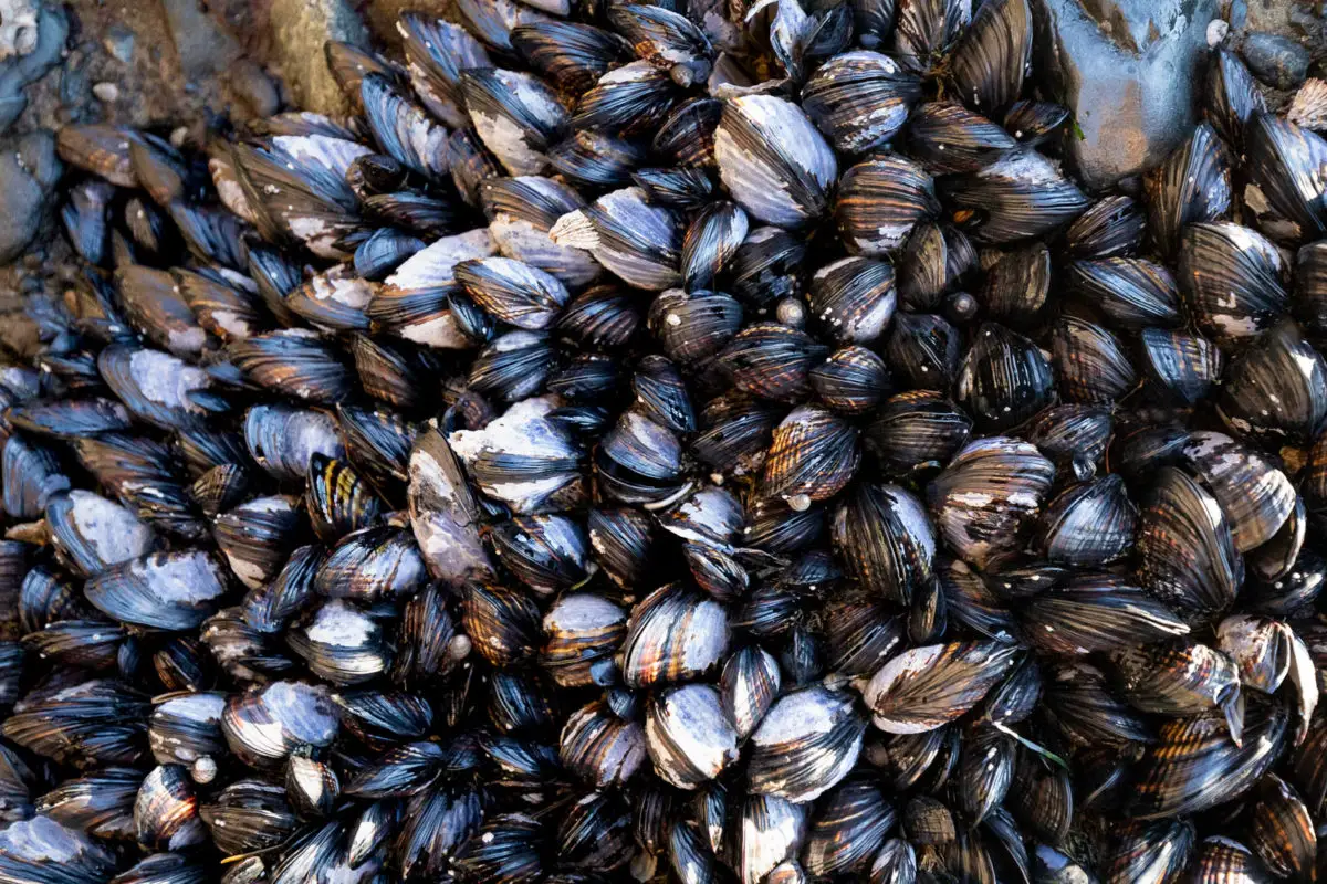 Mussels in BC