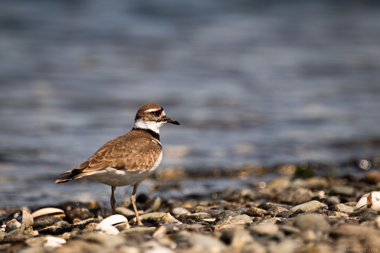 Killdeer on the rocky beach