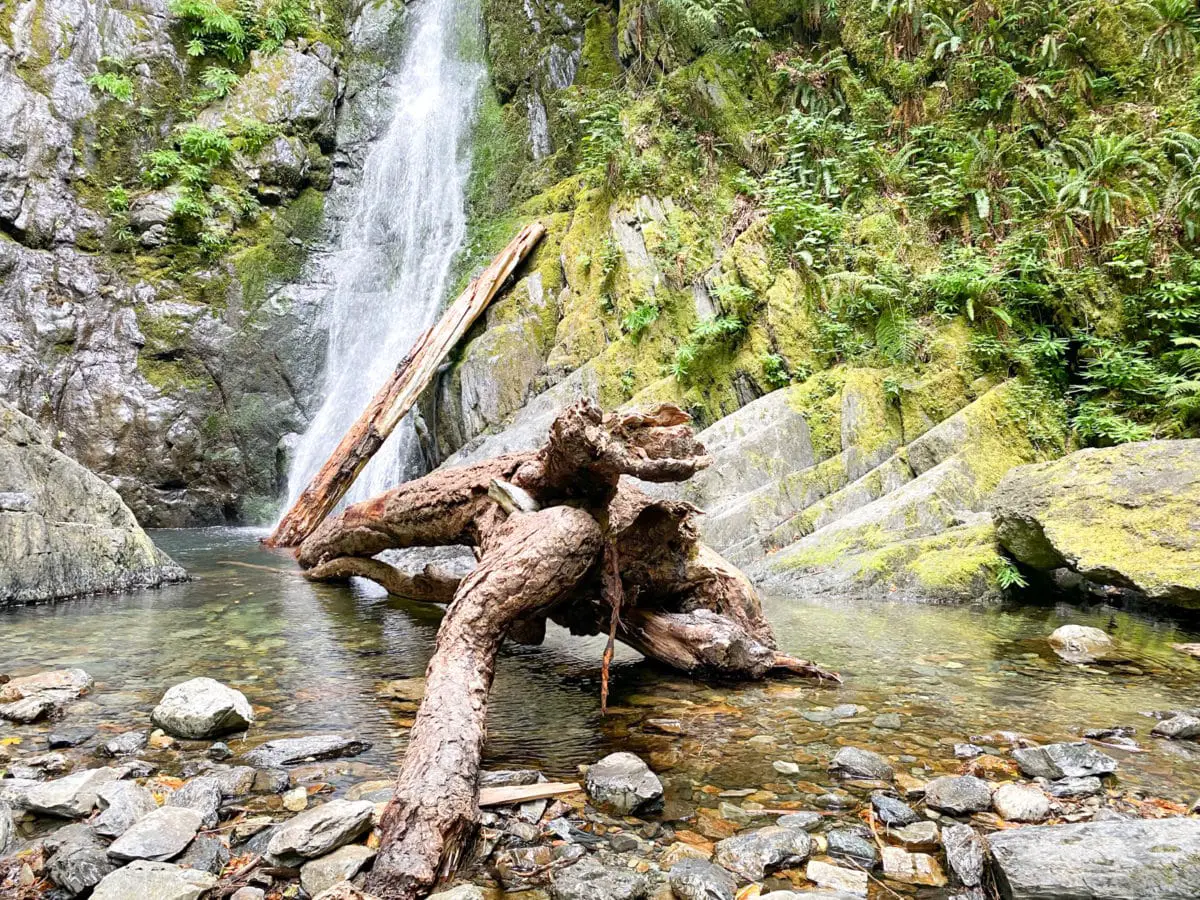 A twisted log in front of Niagara Falls at Goldstream Provincial Park, BC