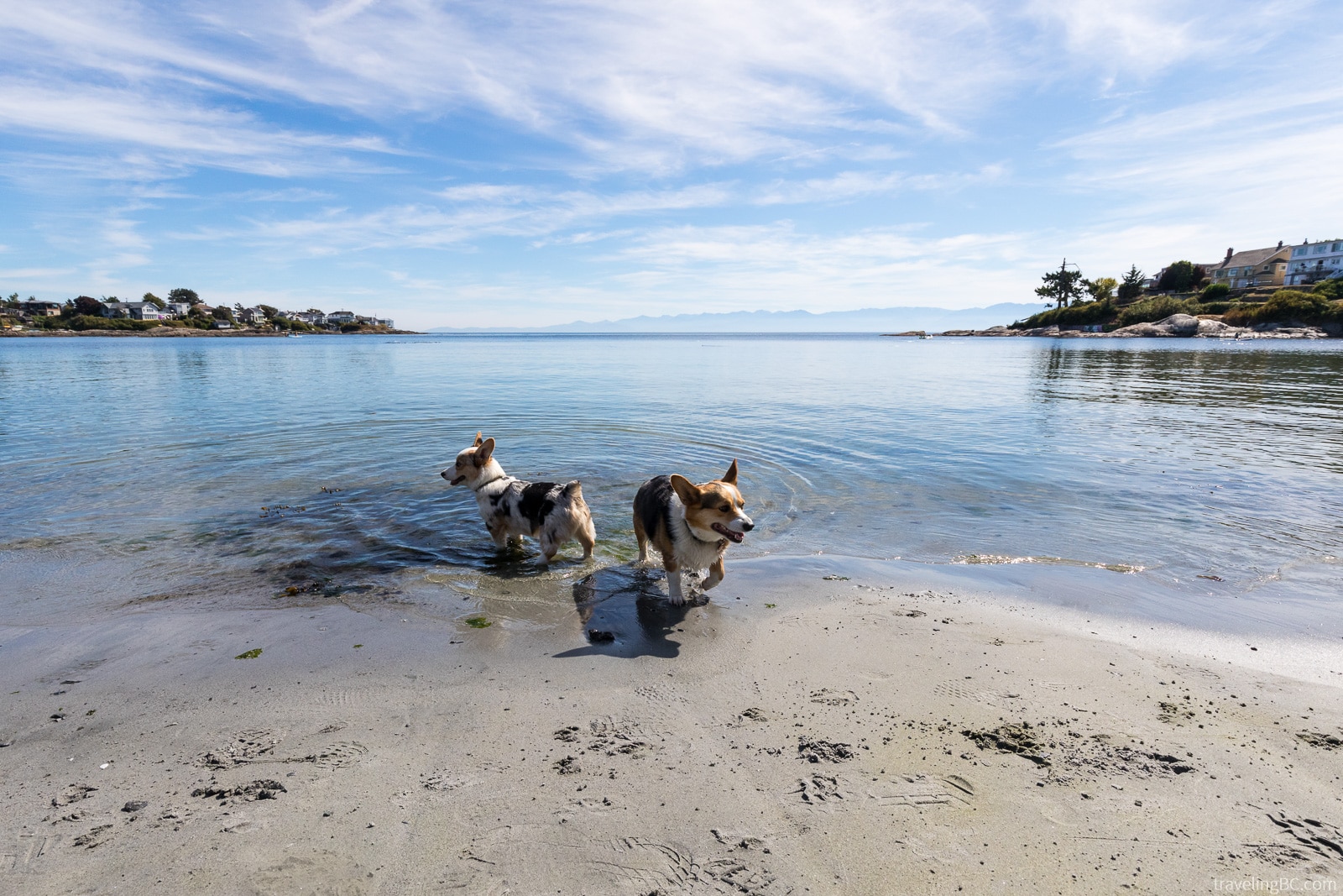 Corgis playing in the water at Gonzales Beach