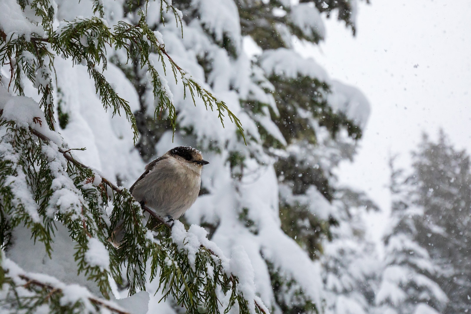 A grey jay sitting in a tree