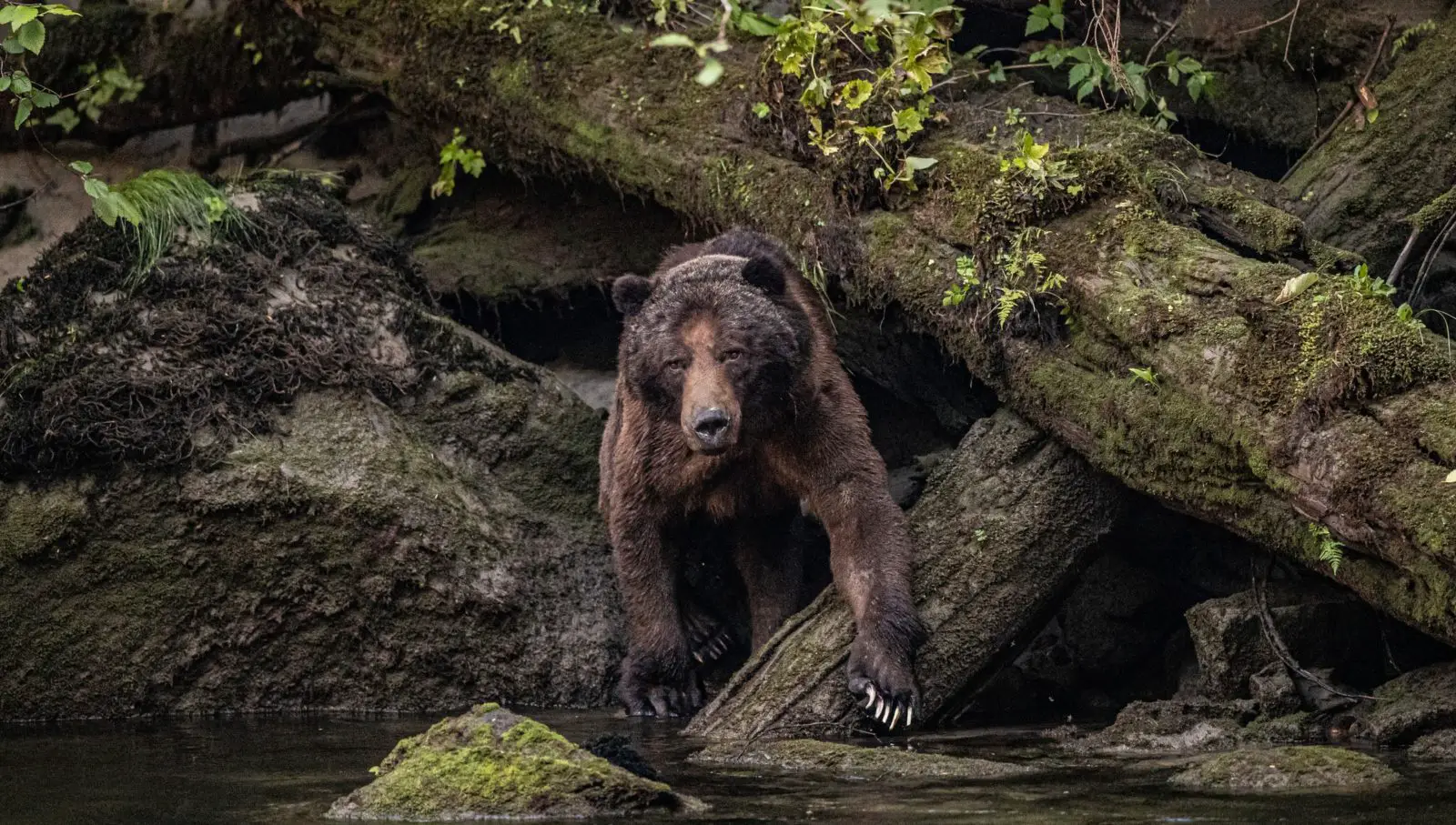 A grizzly bear along British Columbia's coast