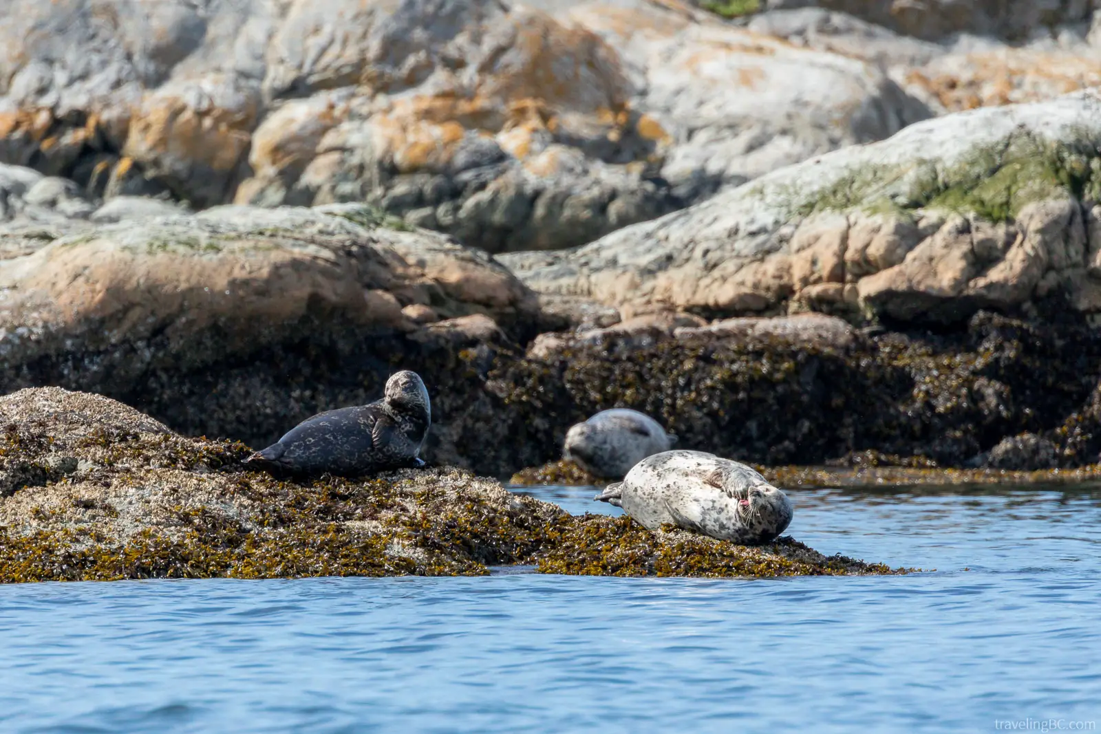 Harbor seals relaxing on rocks near Victoria