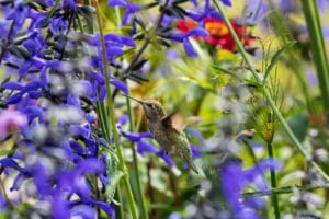 Hummingbird in the flowers at Beacon Hill Park