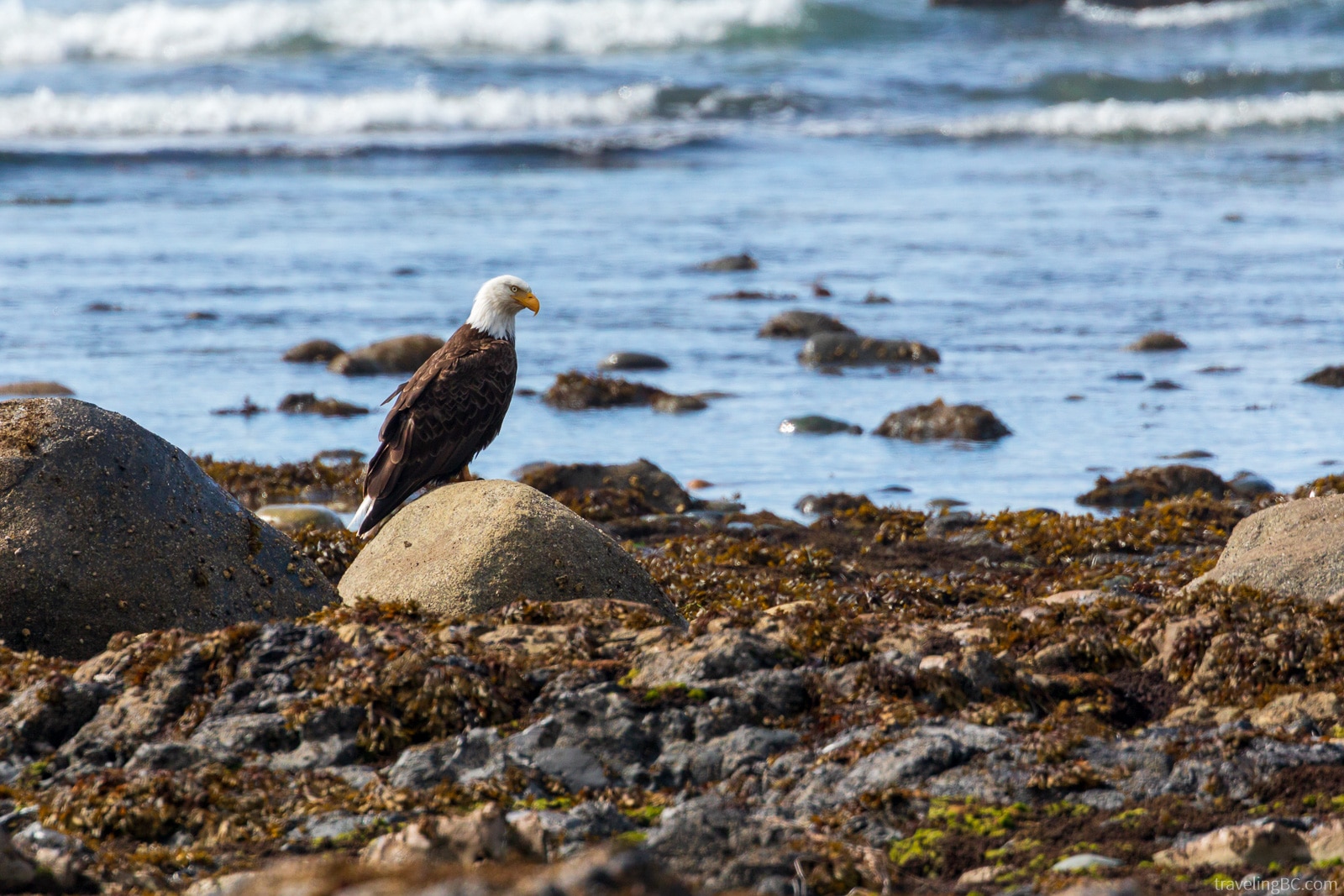 A bald eagle at Laura Creek on the North Coast Trail