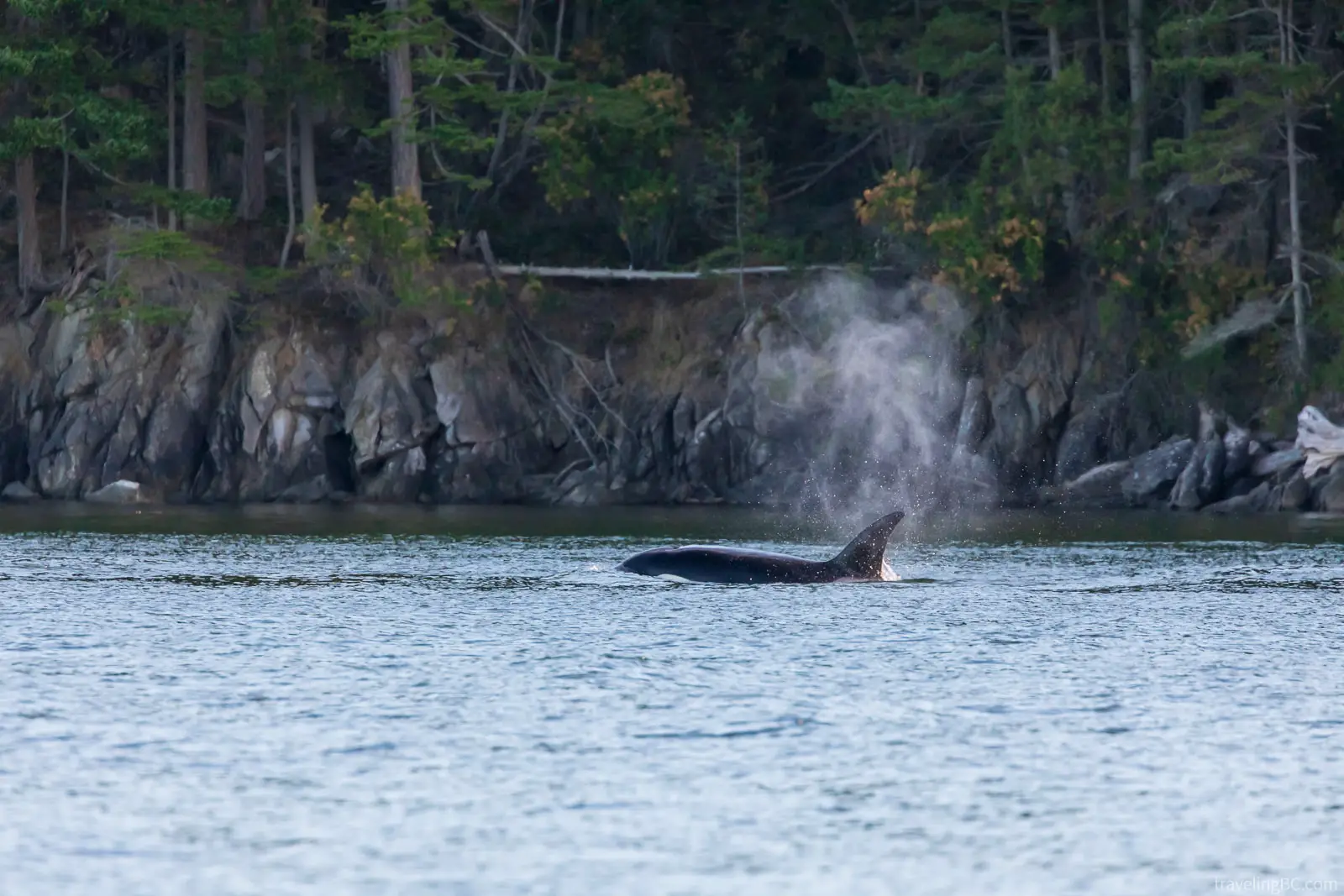 Orca swimming in the Gulf Islands