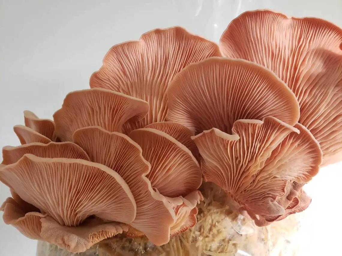 Oyster mushroom grow kit