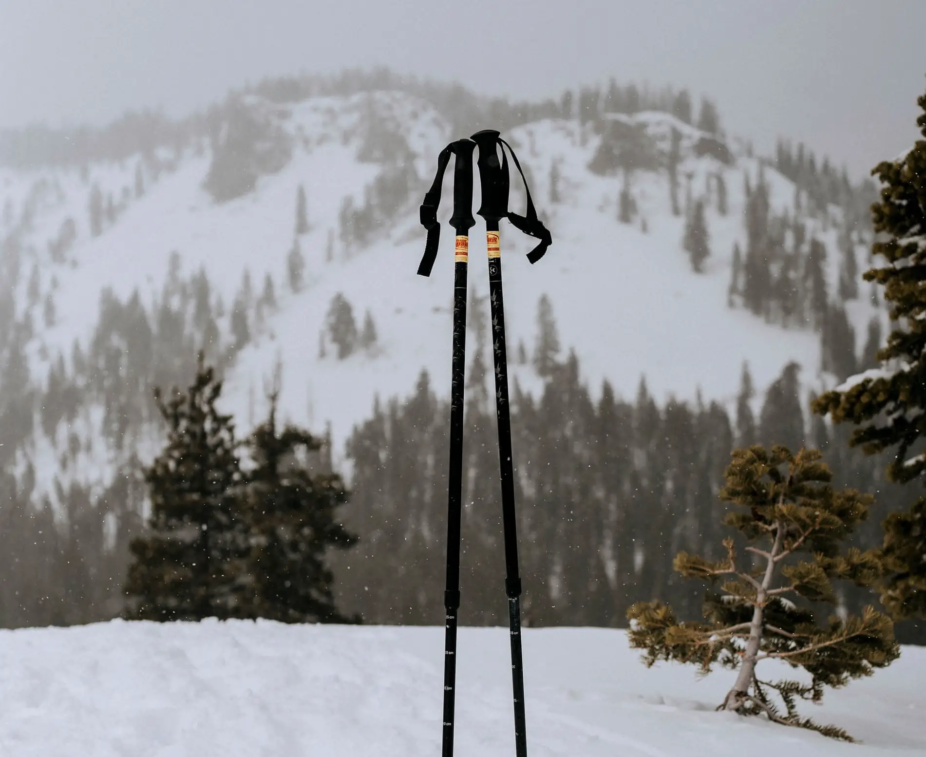 Pair of snowshoe trekking poles