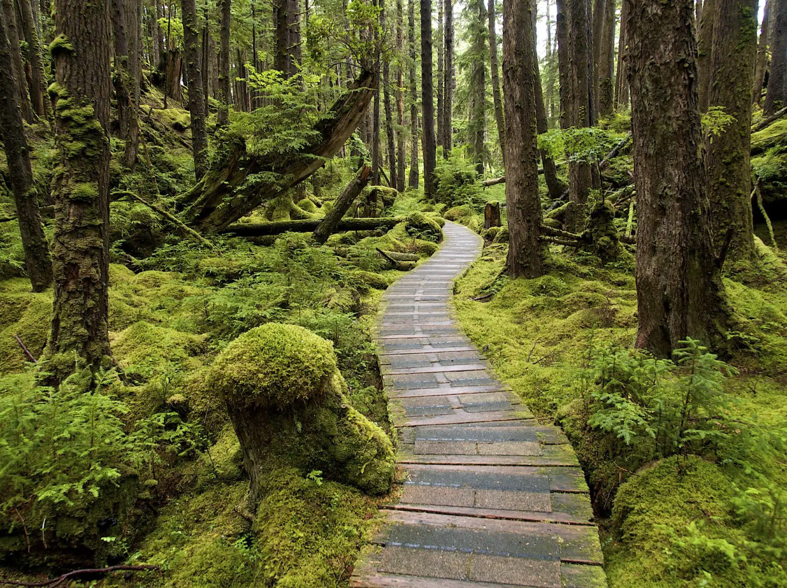The pathway that leads to SG̱ang Gwaay Llanagaay in Gwaii Haanas National Park Reserve - Photo: Dale Simonson (CC)