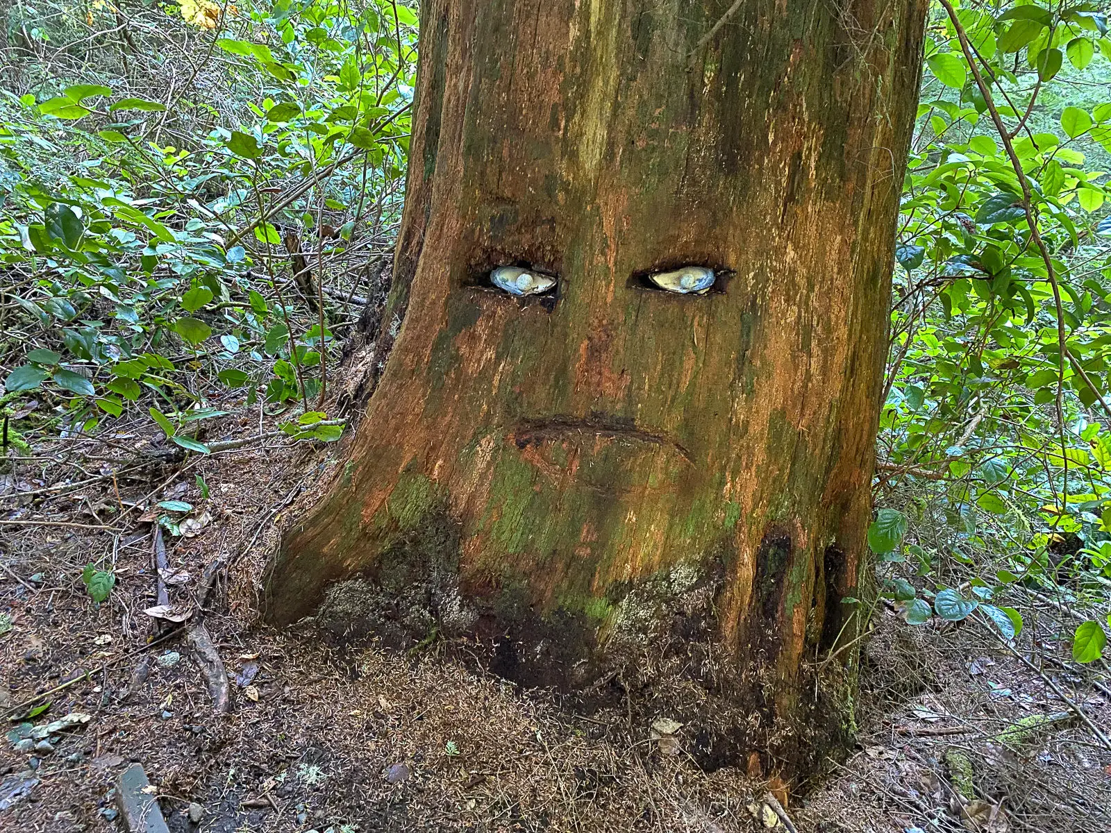 Eyes carved into a tree on the trail to Sandcut Beach