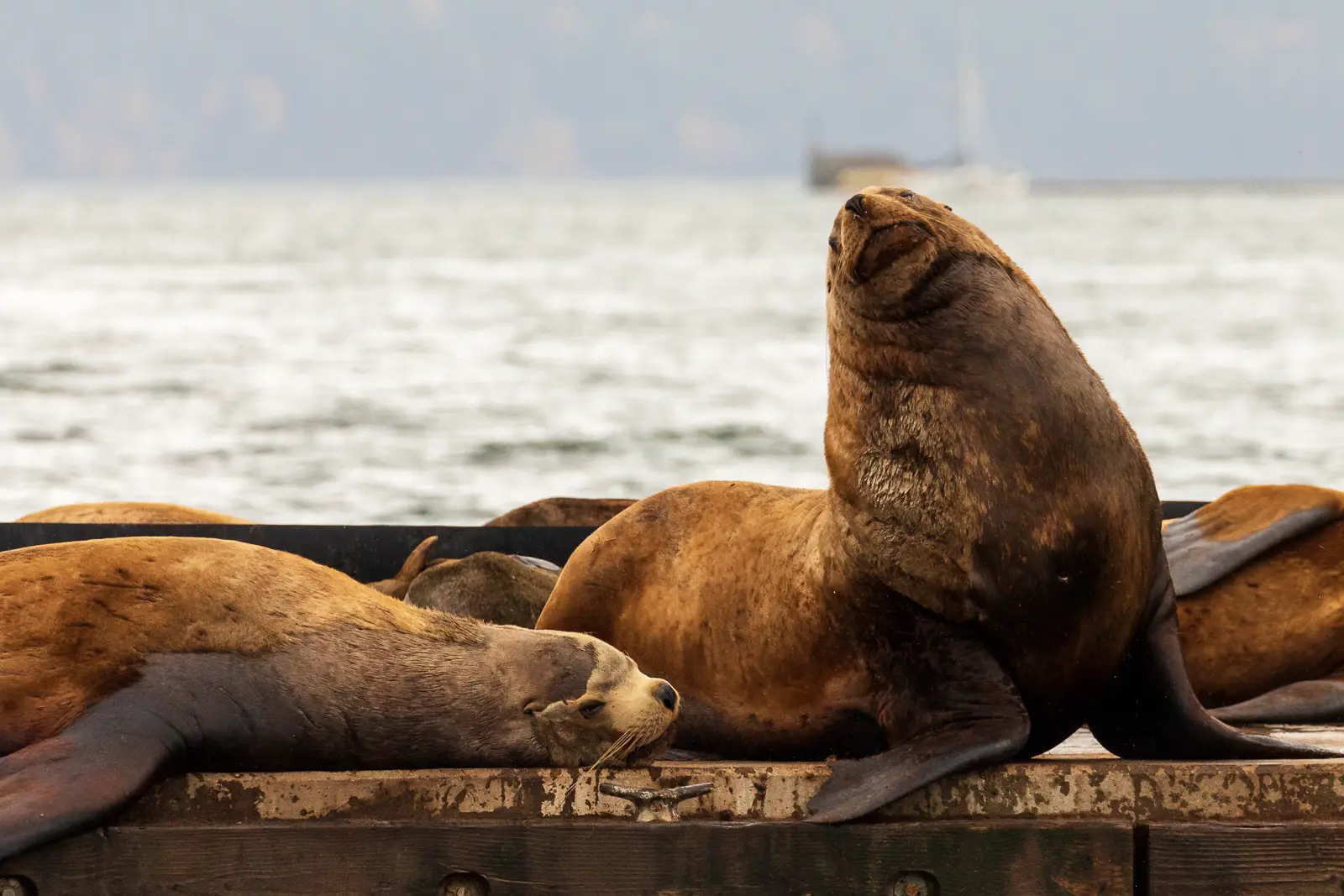 Sea lions relaxing on the Cowichan Bay docks