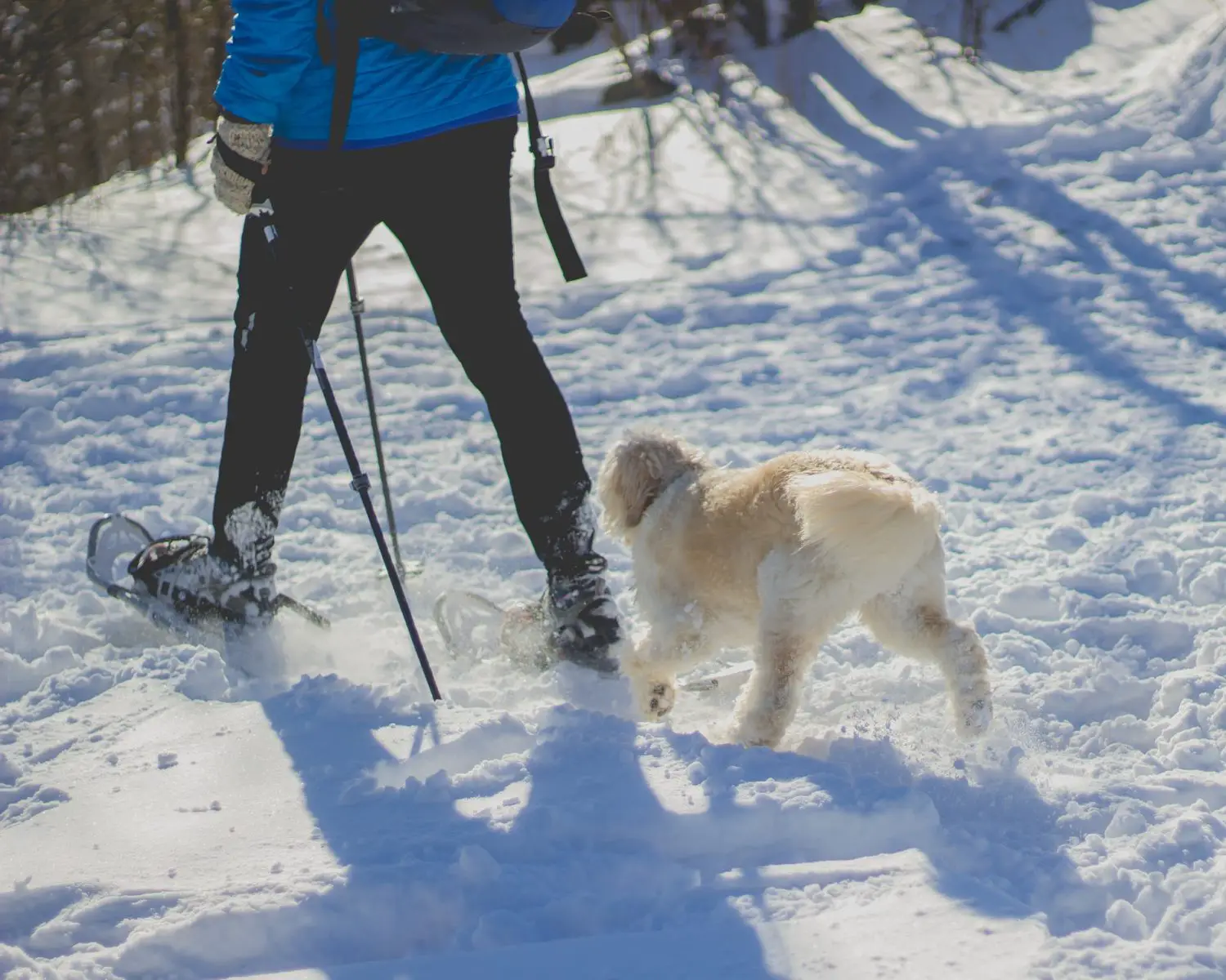 Snowshoeing with a dog - Photo: Bonnie Kittle