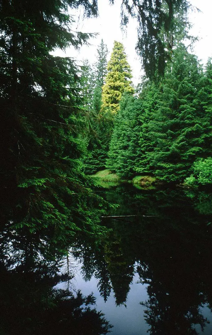 The Golden Spruce in 1984 - Photo: Mike Beauregard (CC)