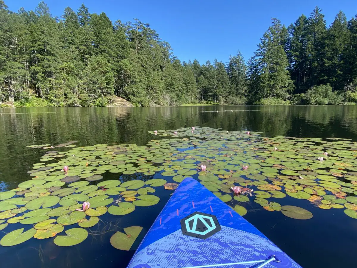 Paddleboarding through the lilies at Thetis Lake Regional Park, one of the best places to go SUPing in Victoria, BC