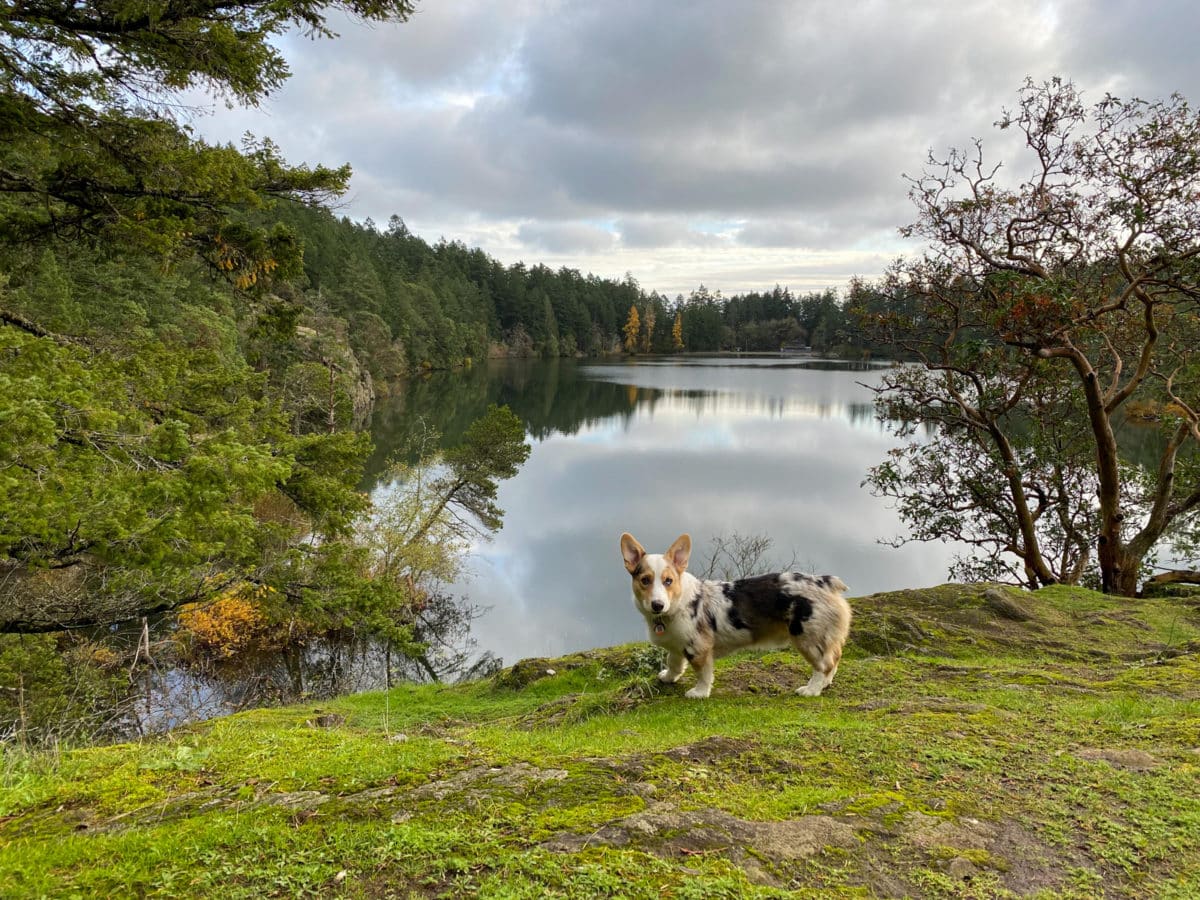 Corgi standing beside Thetis Lake, one of the best dog-friendly hiking trails in Victoria