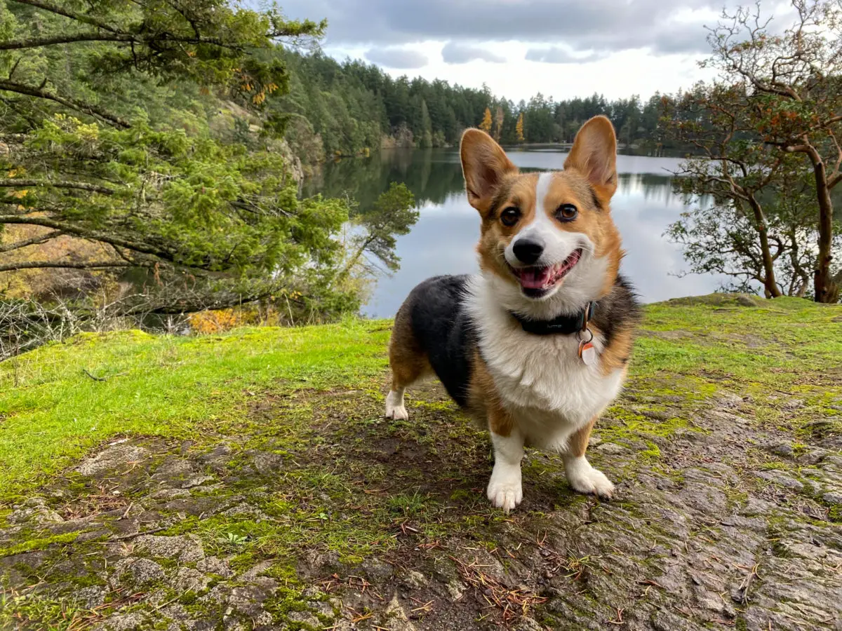 Dog standing in front of Lower Thetis Lake in Victoria, BC