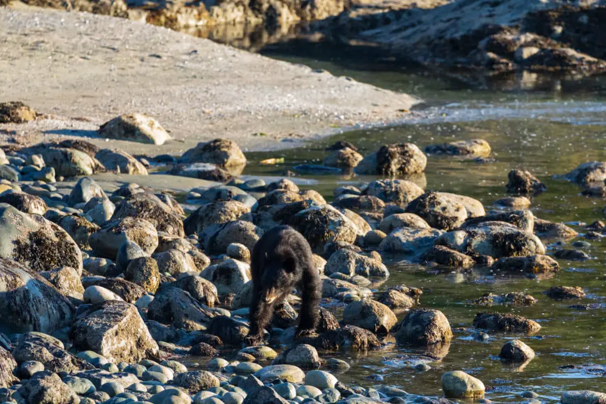 Watching a bear forage along the beach in Tofino