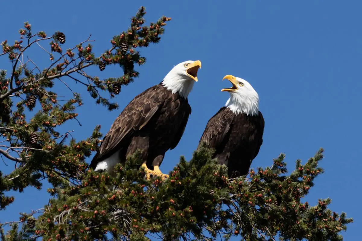 Two adult bald eagles calling while perched in a tree