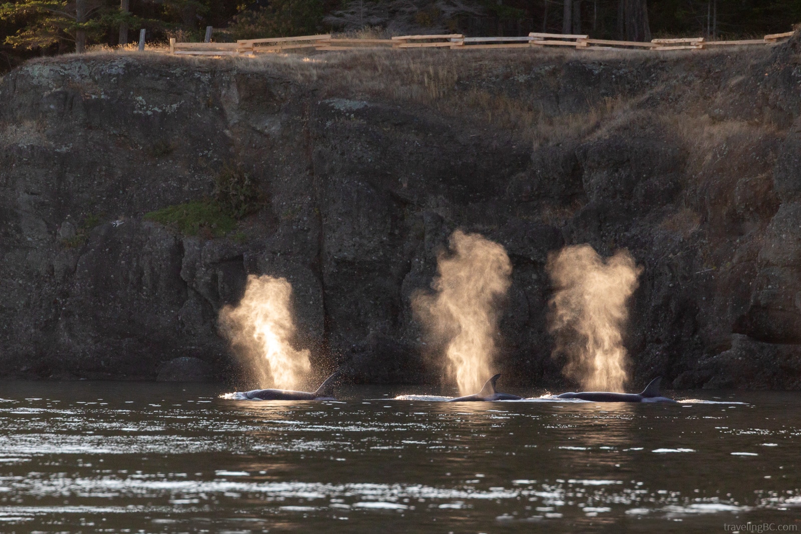 Pod of orcas swimming near Vancouver Island