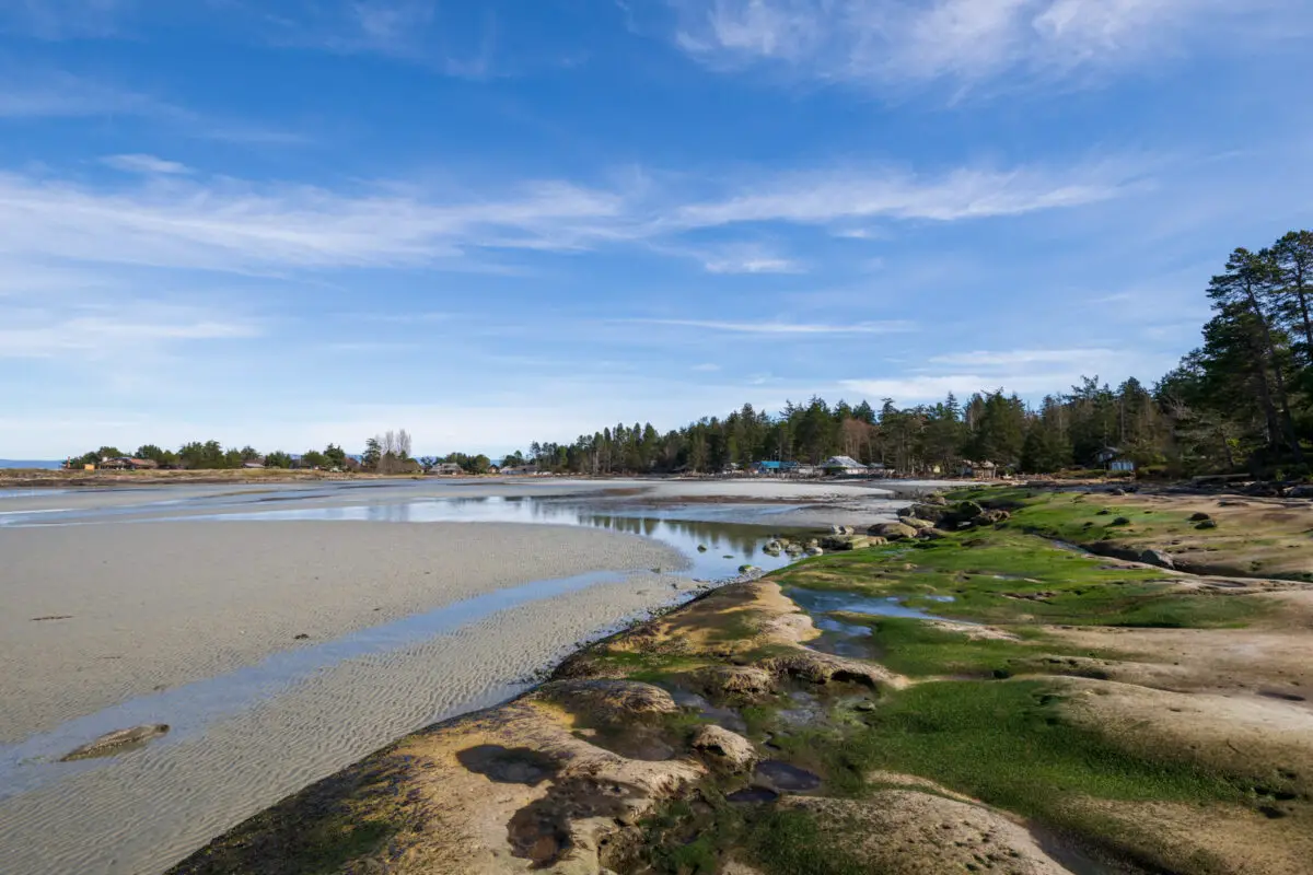 The sandy Whaling Station Bay Beach on Hornby Island at low tide