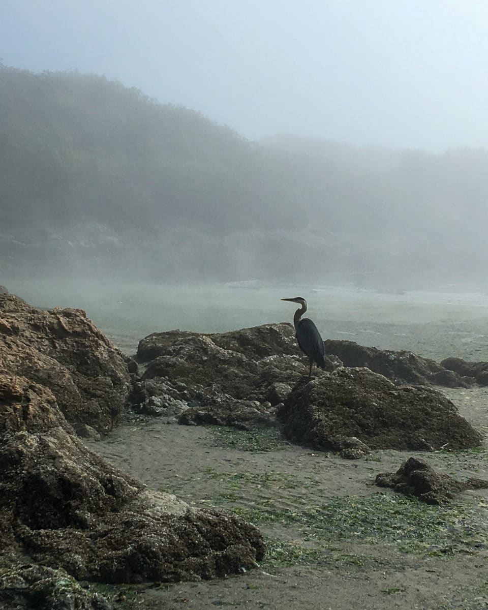 A heron standing in the fog on Willows Beach in Victoria