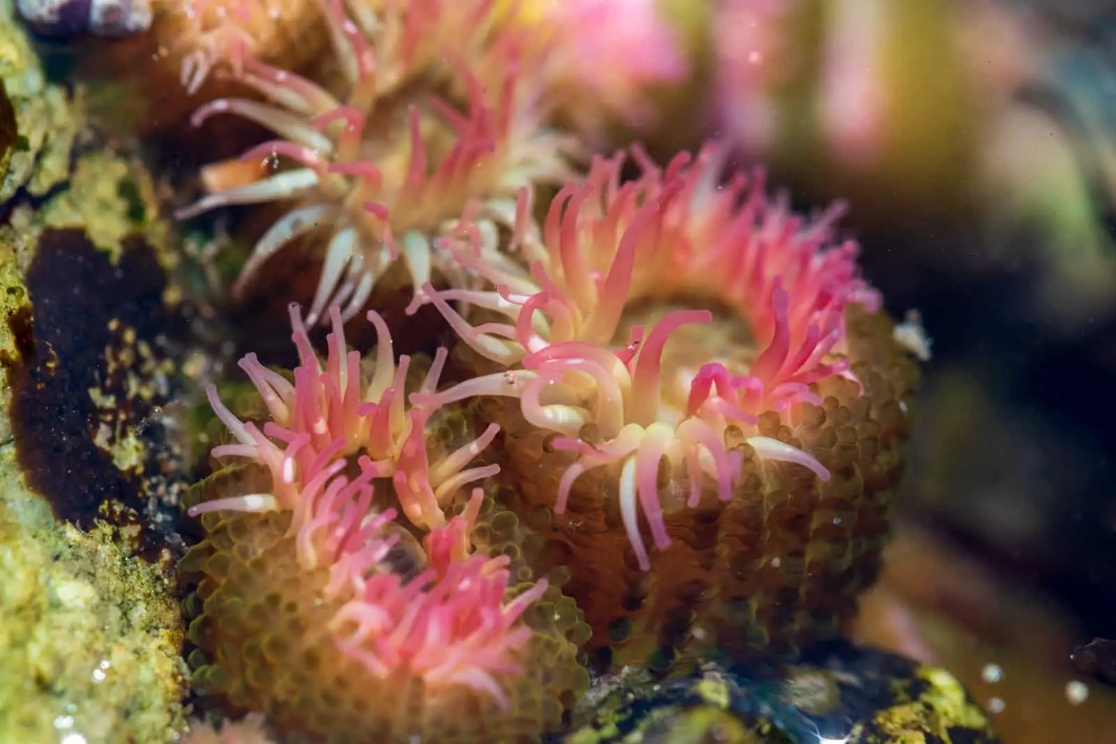 Aggregating anemone (aka Pink-Tipped Anemones) in a BC tidepool