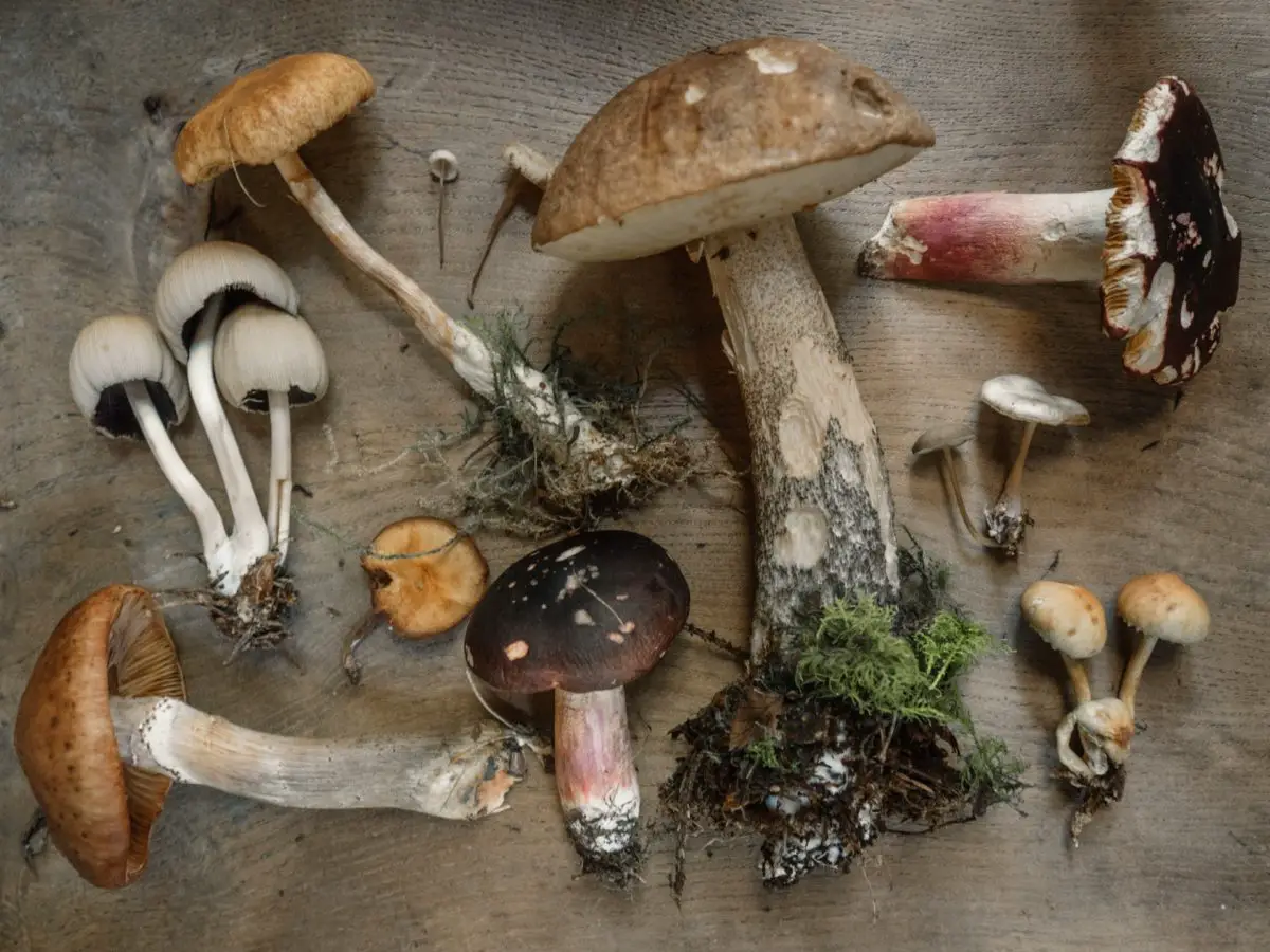 An assortment of different mushroom species