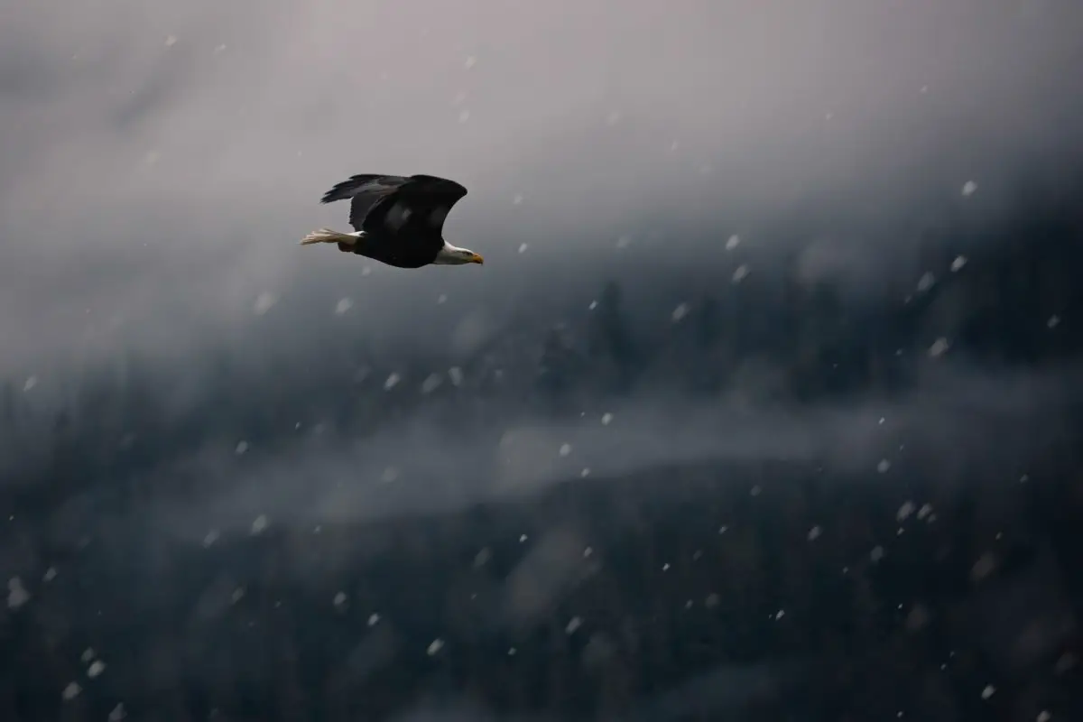 A bald eagle flying through a snowstorm above the Squamish River, BC