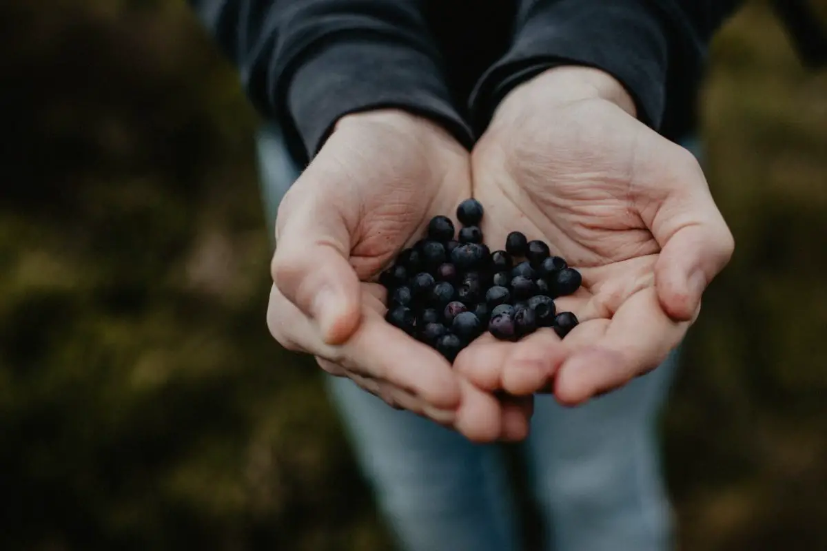 Hands holding wild berries