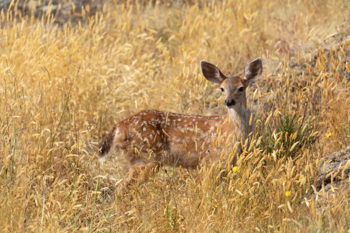 A spotted black-tailed deer fawn in among the grasses of Victoria, BC