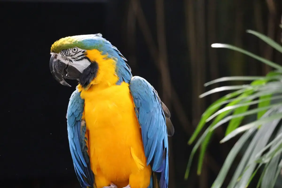 A parrot at the Bloedel Conservatory in Queen Elizabeth Park in Vancouver, BC