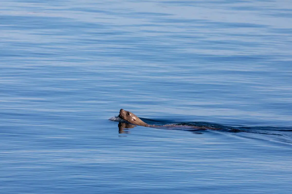 A california sea lion swimming through the calm ocean waters