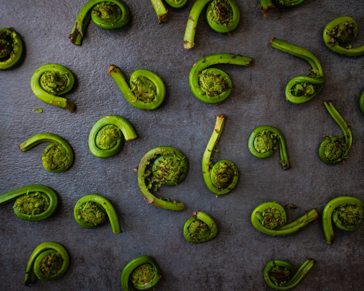 Fiddlehead ferns on a grey background