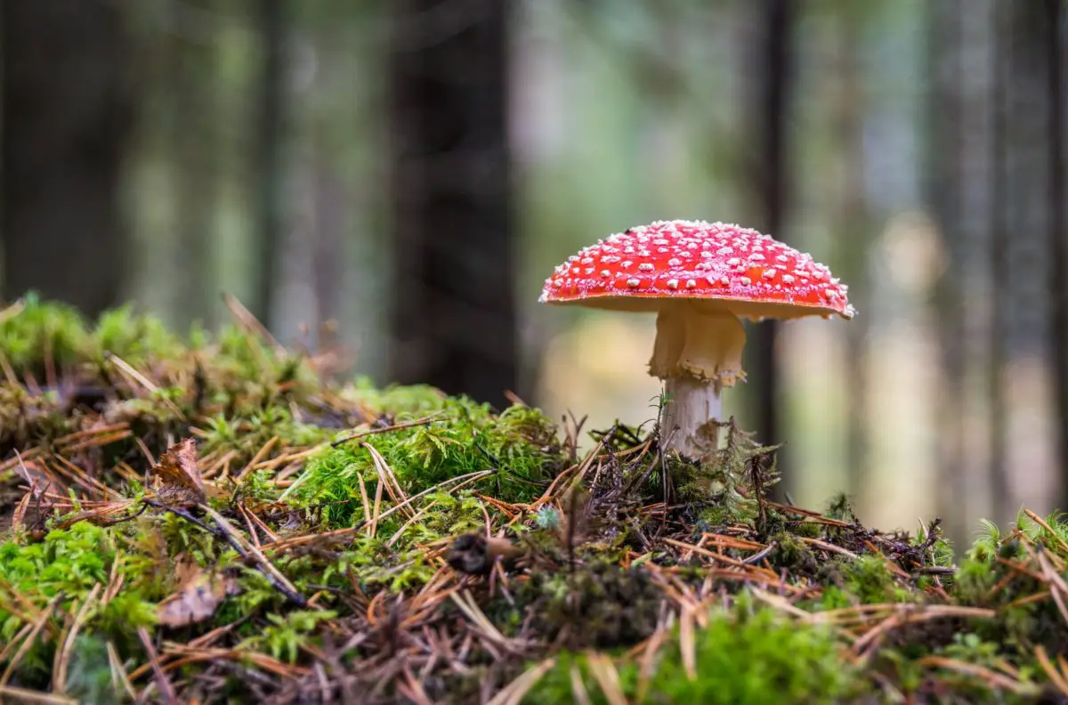 Fly agaric amanita mushroom