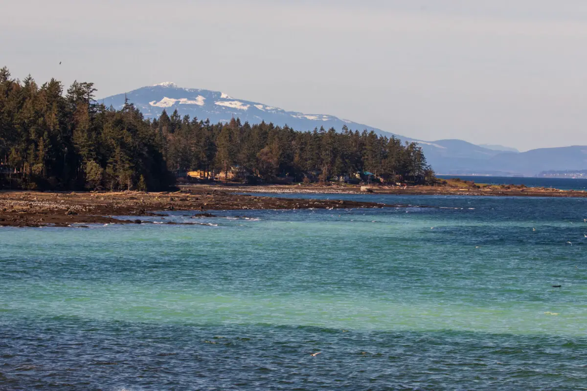 The turquoise ocean waters during the herring spawn at Hornby Island
