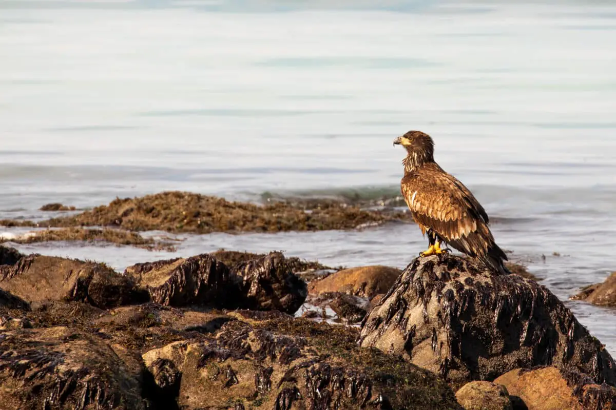 A juvenile bald eagle sitting on a rock at Fossil Beach on Hornby Island