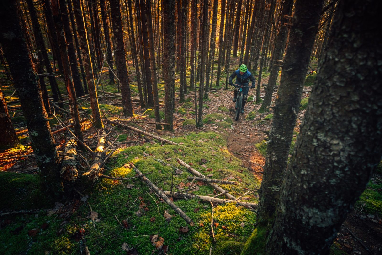 Mountain biking through the woods