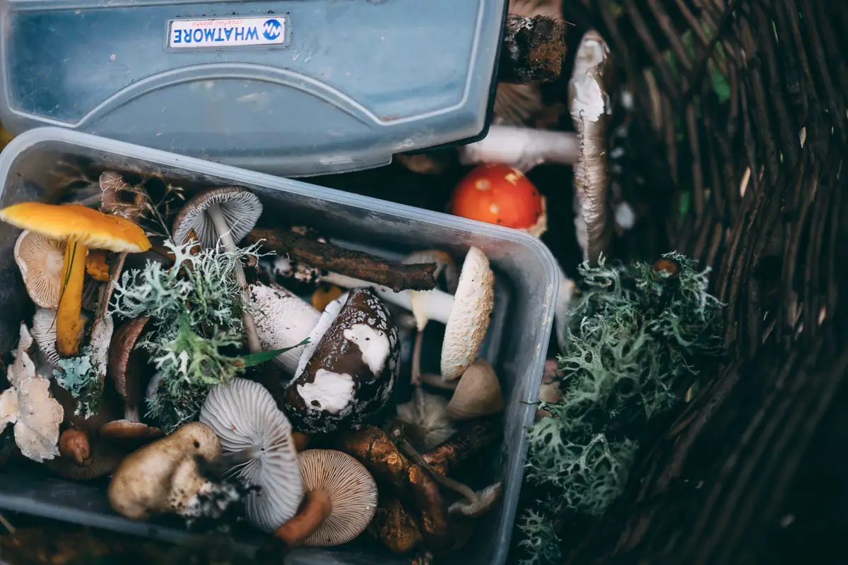 Mushrooms in a tin