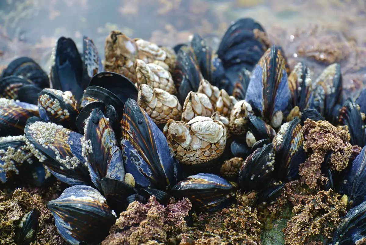 Mussels and gooseneck barnacles on the West Coast