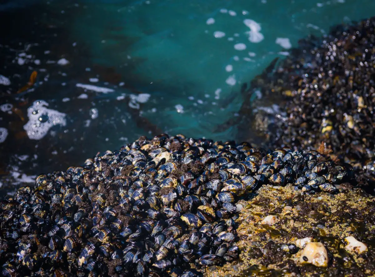 Mussels clinging to the rocks in California