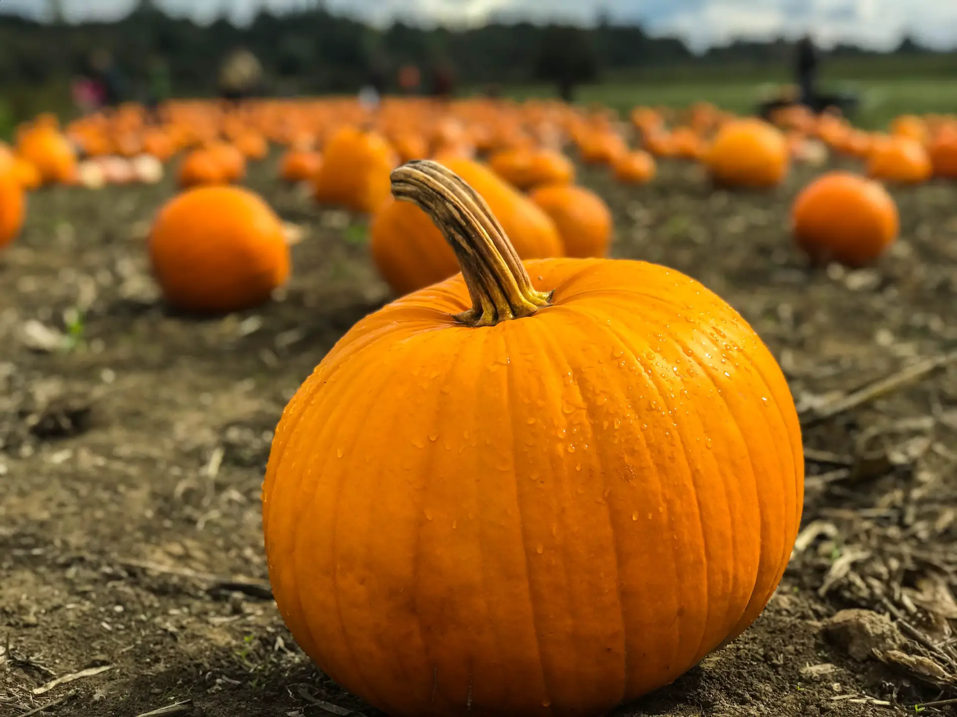 A pumpkin sitting in a pumpkin patch