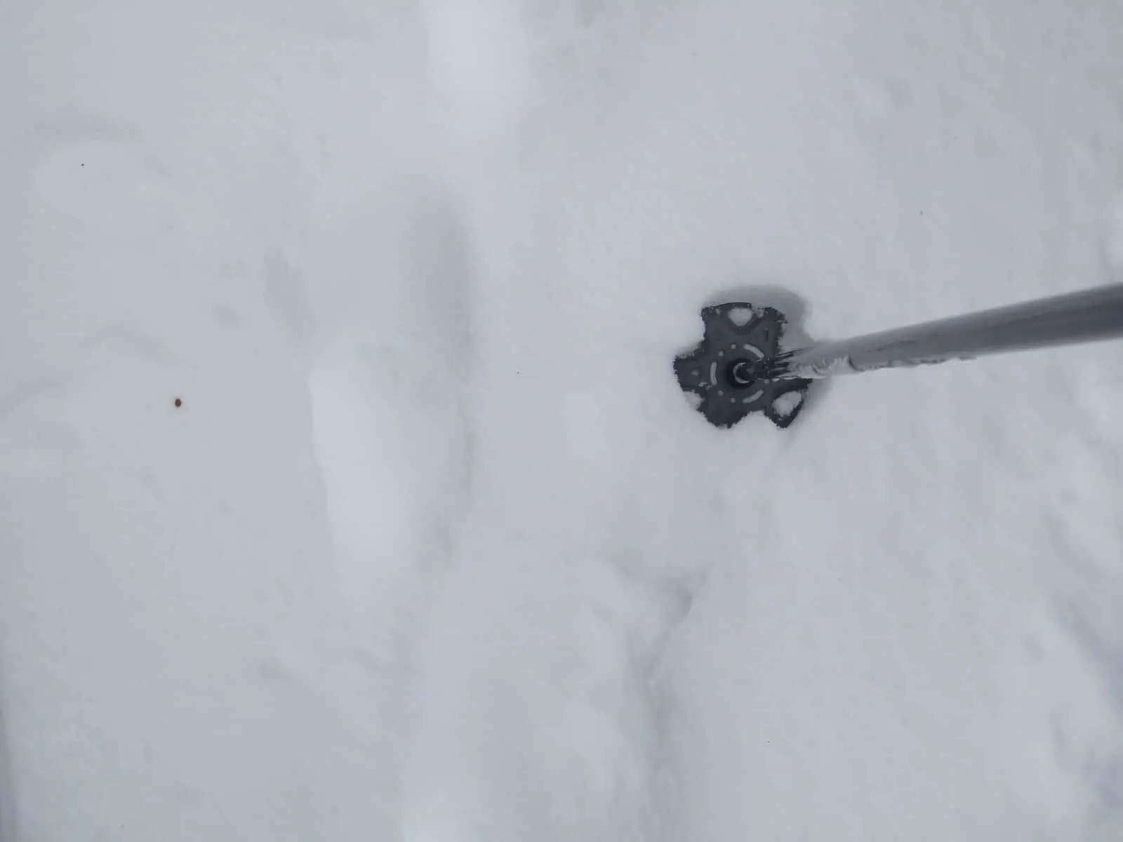 A snow basket on a snowshoe pole - Photo: Jim Kravitz (CC)
