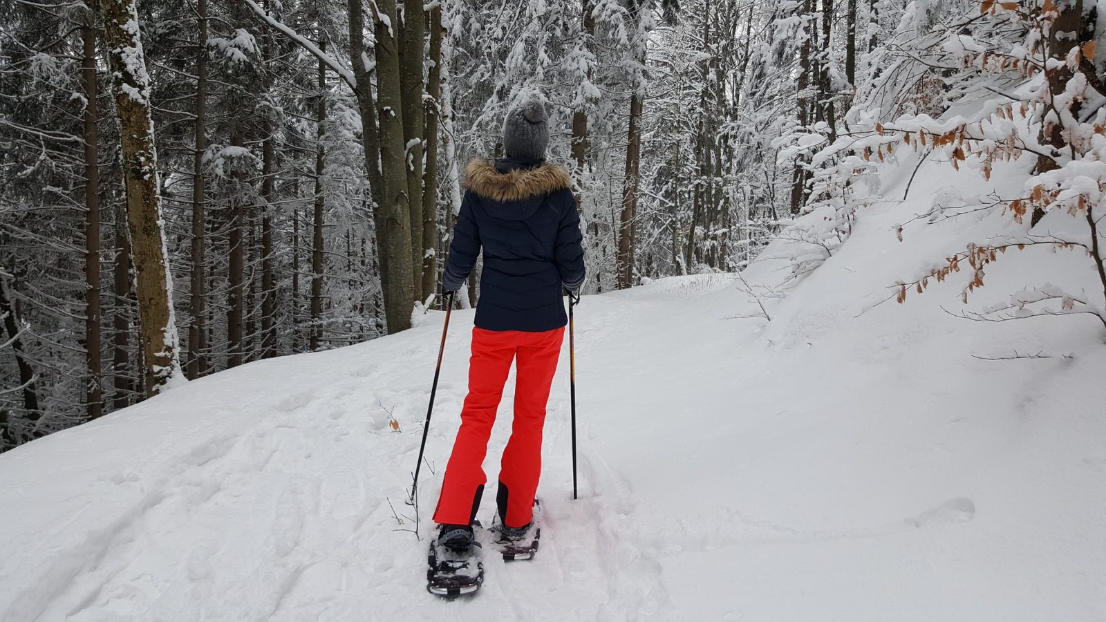 Snowshoeing through a forest - Photo: Daniel Stuhlpfarrer