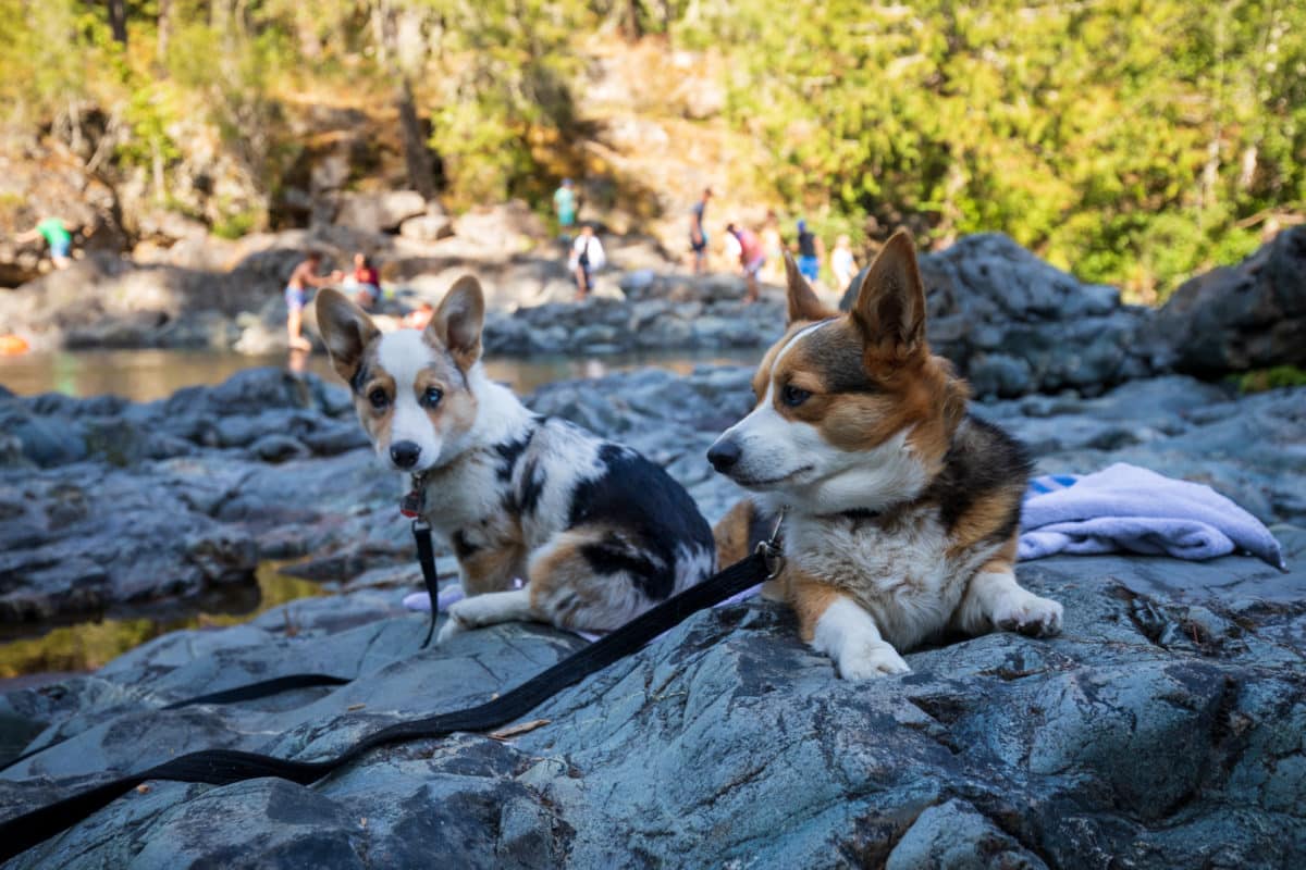 Two dogs hanging out at the Sooke Potholes in Greater Victoria